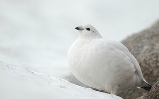 photography of white pigeon at daytime